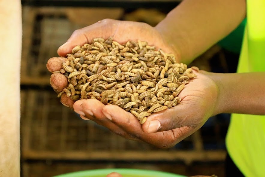 Kyambogo University at the Forefront of Uganda’s Green Revolution - Scaling BSF and Push-Pull Innovations